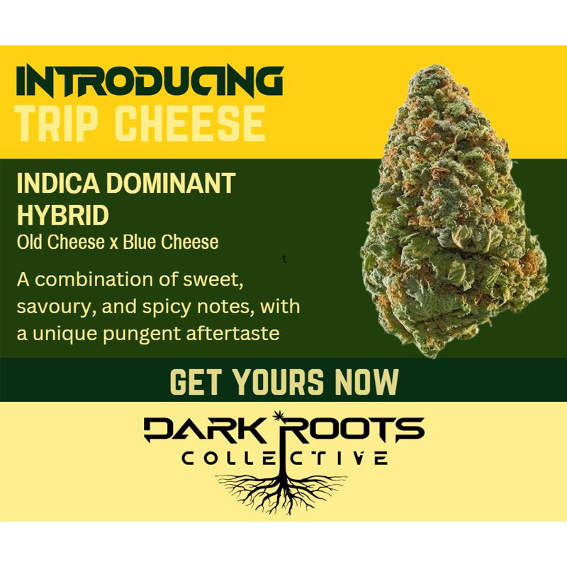 Trip Cheese.jpg