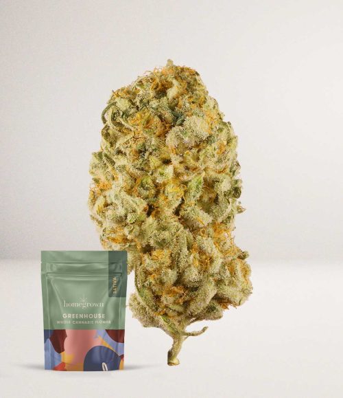 HG_Durban_Poison_A_Sativa-500x579.jpg