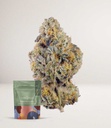 HG_Purple_Haze_A_Sativa-500x579.jpg